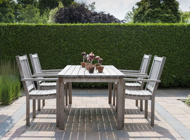 Immgergrüne Hecke als Sichtschutz im Garten