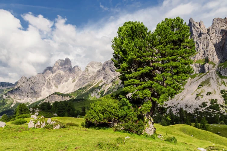 Zirbenbaum