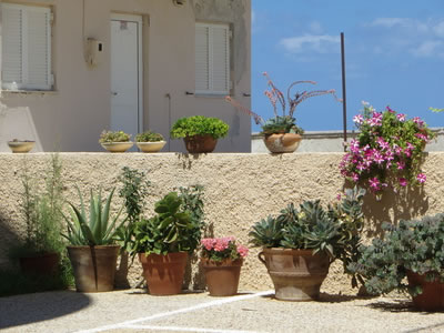 Mediterrane Pflanzen in Terracotta-Töpfen