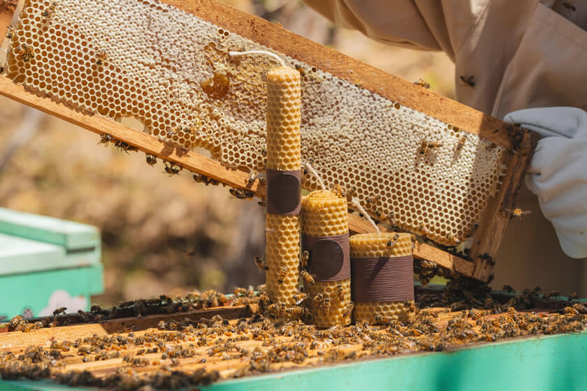 Bienenwachskerzen
