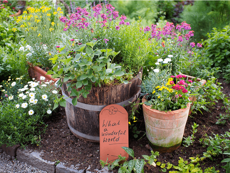 Blumenkübel im Garten