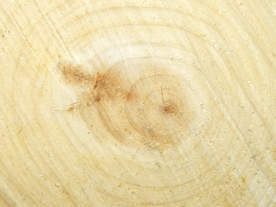 Holz