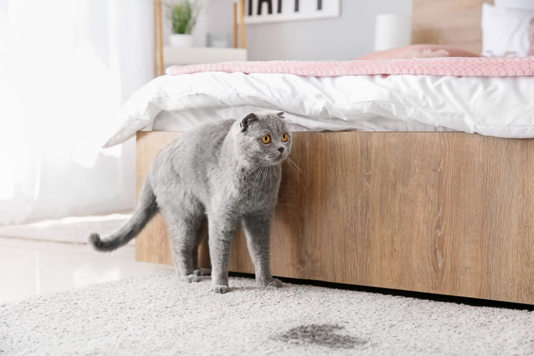 Katzenurin aus dem Teppich entfernen