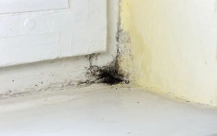 Schimmelbildung durch undichte Fenster